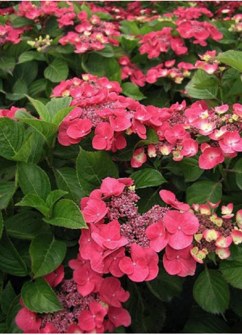 HYDRANGEA macrophylla DOLCE (R) FRAGOLA (Hortensia)