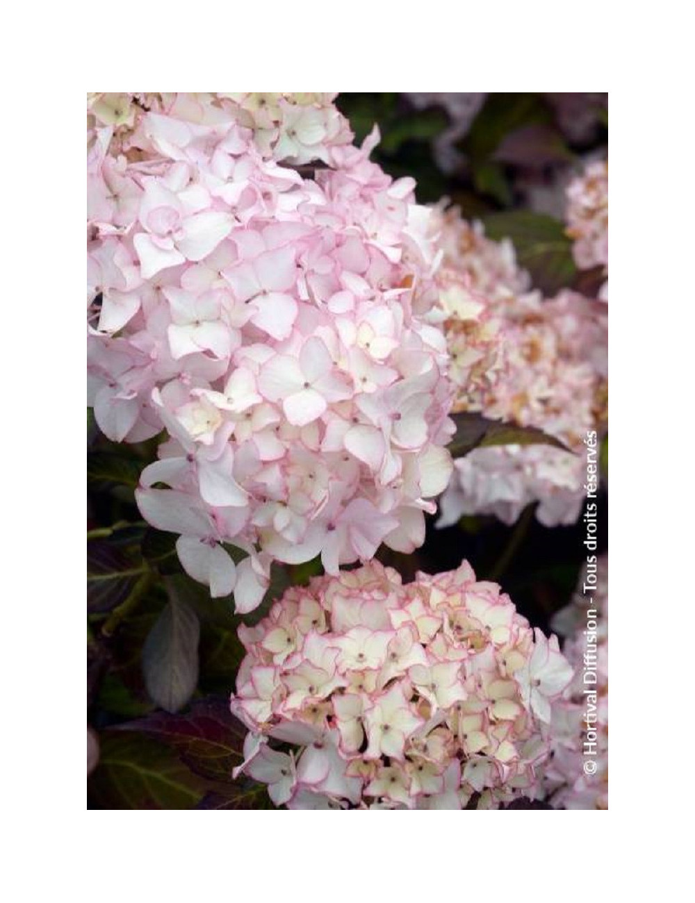 HYDRANGEA macrophylla DOLCE (R) FRANCE (Hortensia)