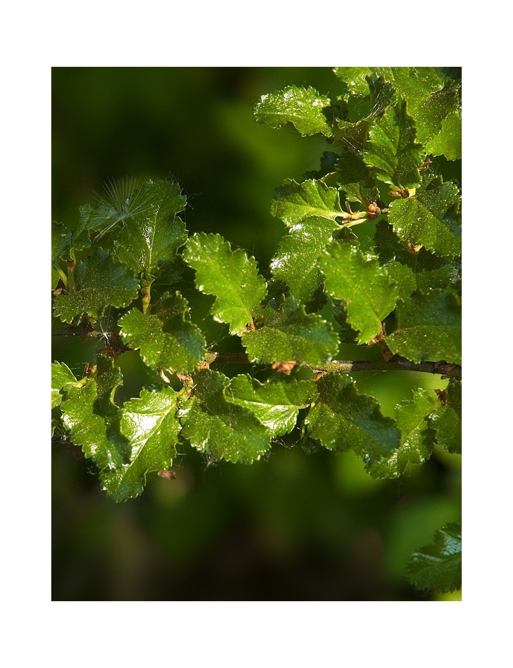 NOTHOFAGUS antartica (Hêtre austral)