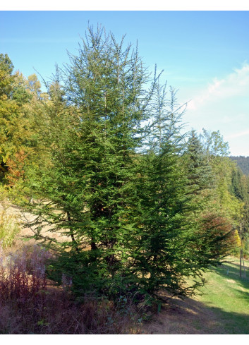 NOTHOFAGUS antartica (Hêtre austral)