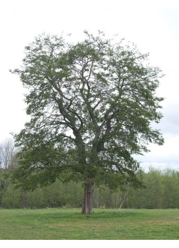 NOTHOFAGUS antartica (Hêtre austral)