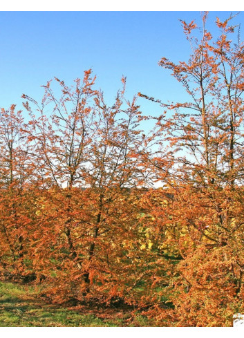 NOTHOFAGUS antartica (Hêtre austral)