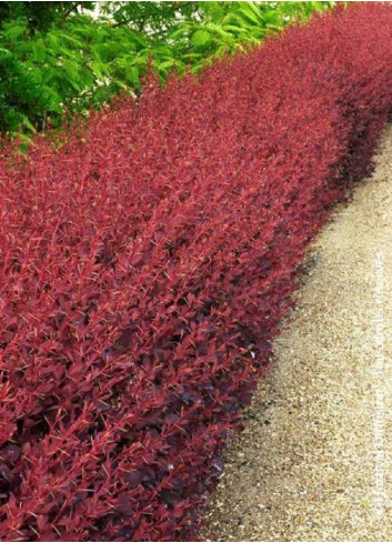 BERBERIS ottawensis AURICOMA (Épine vinette)