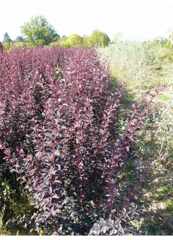 BERBERIS ottawensis AURICOMA (Épine vinette)