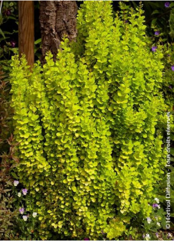 BERBERIS thunbergii GOLDEN TORCH® (Épine vinette)