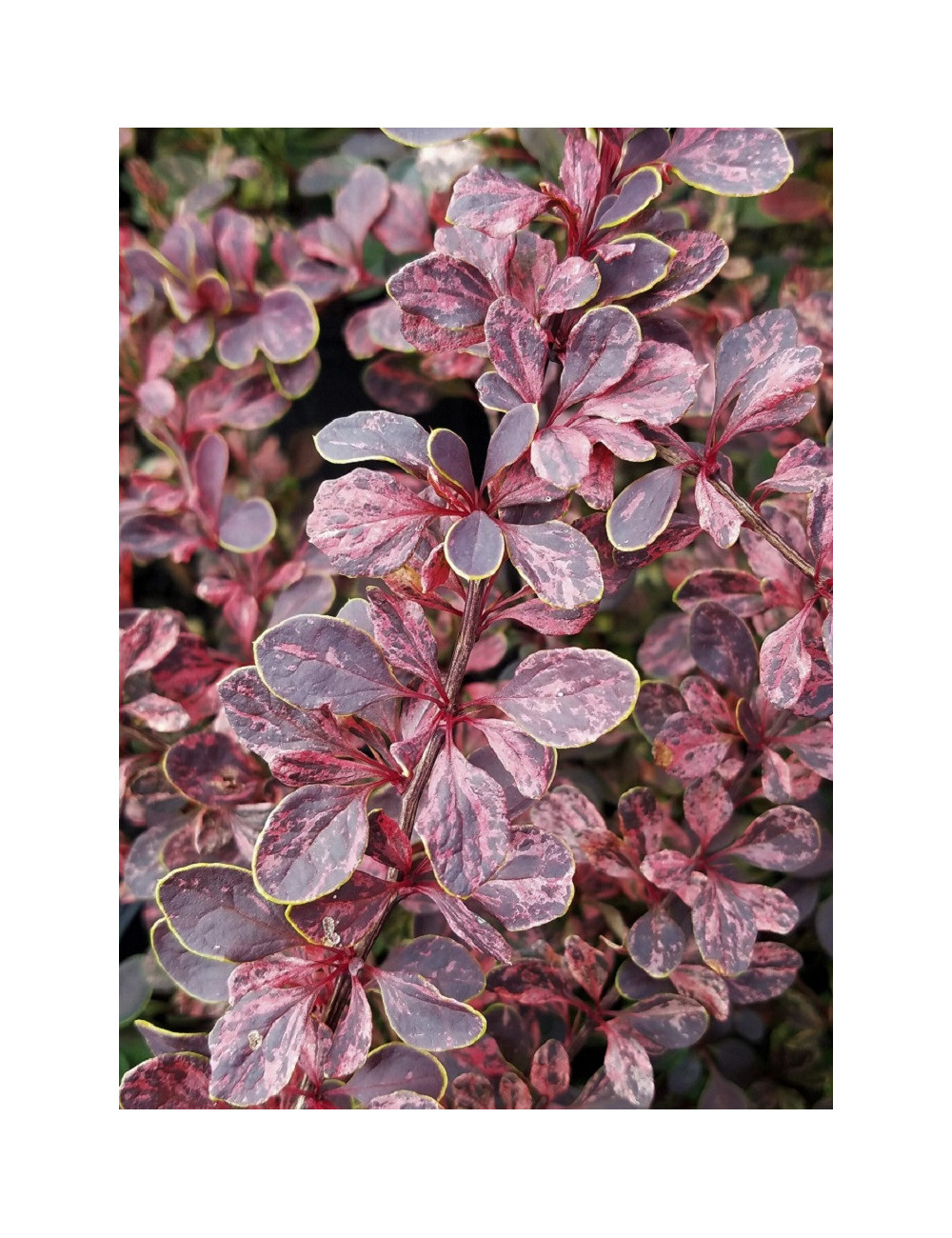 BERBERIS thunbergii ROSE GLOW (Épine vinette)