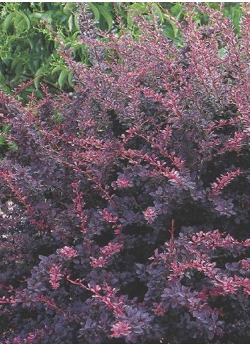 BERBERIS thunbergii ROSE GLOW (Épine vinette)