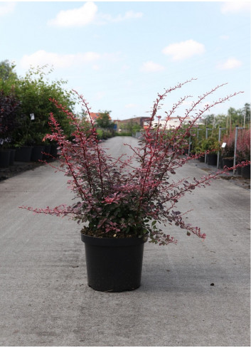 BERBERIS thunbergii ROSE GLOW (Épine vinette) En pot de 10-12 litres forme buisson hauteur 060-080 cm