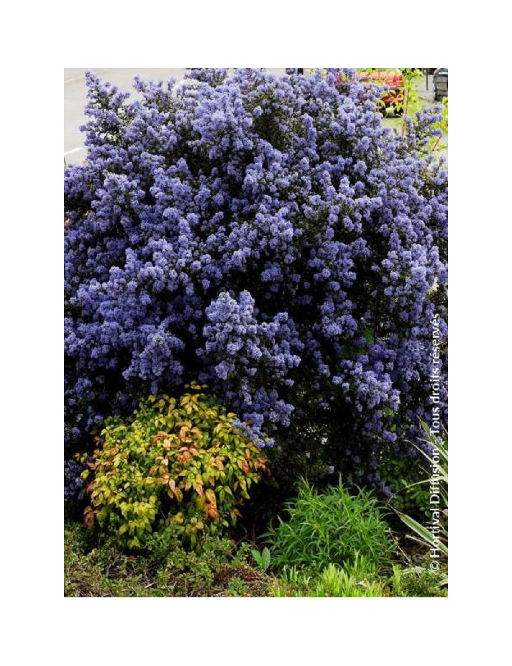 CEANOTHUS impressus PUGET BLUE (Céanothe)