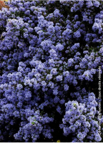 CEANOTHUS impressus PUGET BLUE (Céanothe)