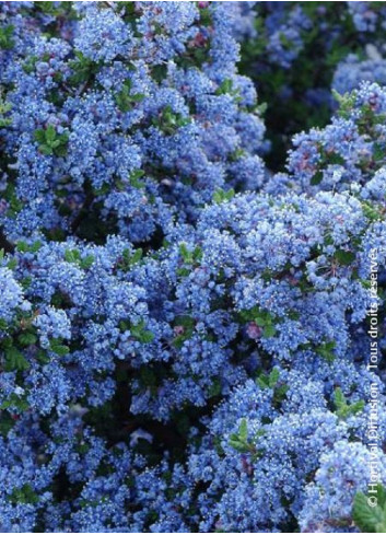 CEANOTHUS impressus PUGET BLUE (Céanothe)