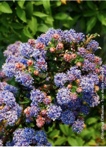 CEANOTHUS impressus PUGET BLUE (Céanothe)