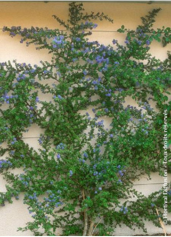 CEANOTHUS impressus PUGET BLUE (Céanothe)