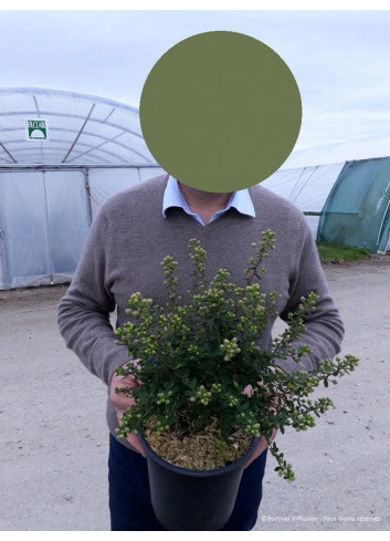 CEANOTHUS impressus PUGET BLUE (Céanothe) En pot de 4-5 litres