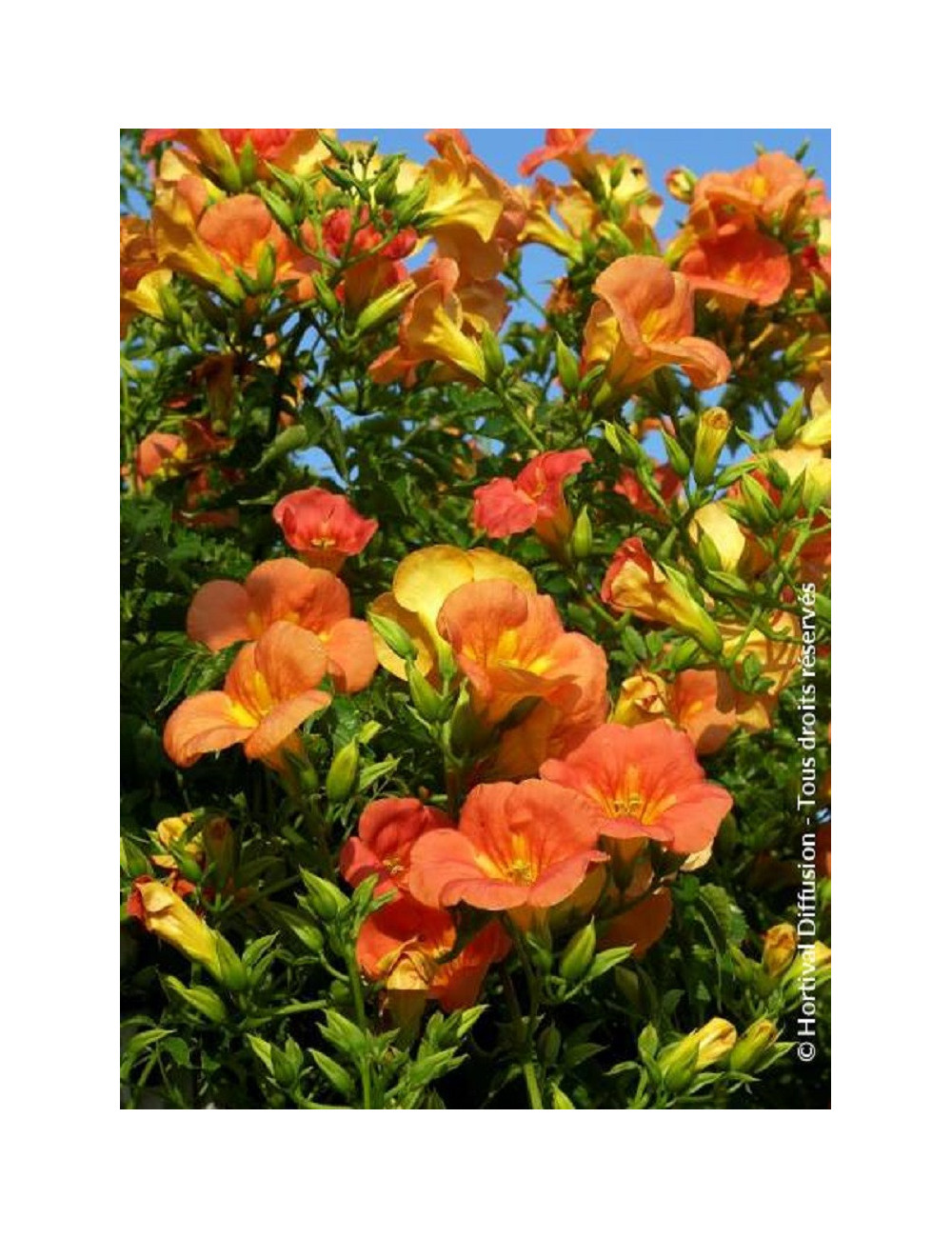 CAMPSIS grandiflora (Bignone)