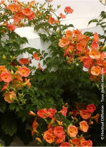 CAMPSIS grandiflora (Bignone)