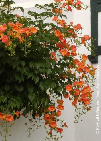 CAMPSIS grandiflora (Bignone)