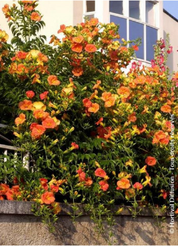 CAMPSIS grandiflora (Bignone)