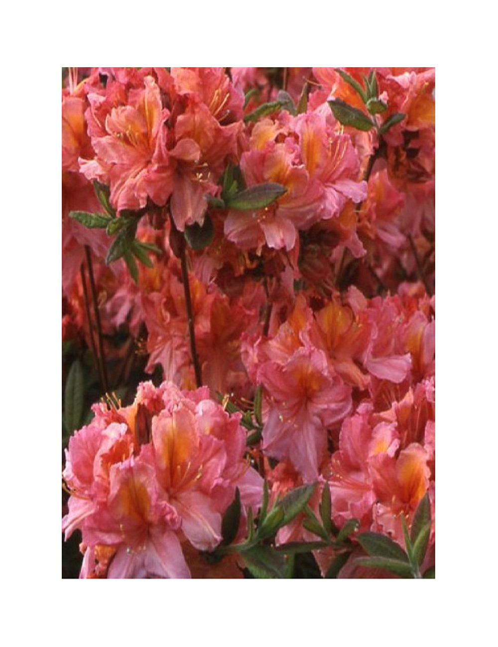 AZALEA mollis BERRY ROSE (Azalée à feuilles caduques)