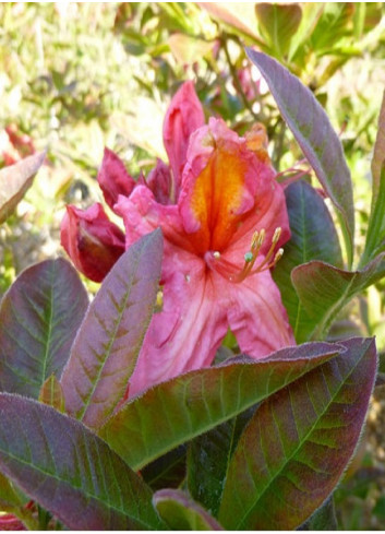 AZALEA mollis BERRY ROSE (Azalée à feuilles caduques)