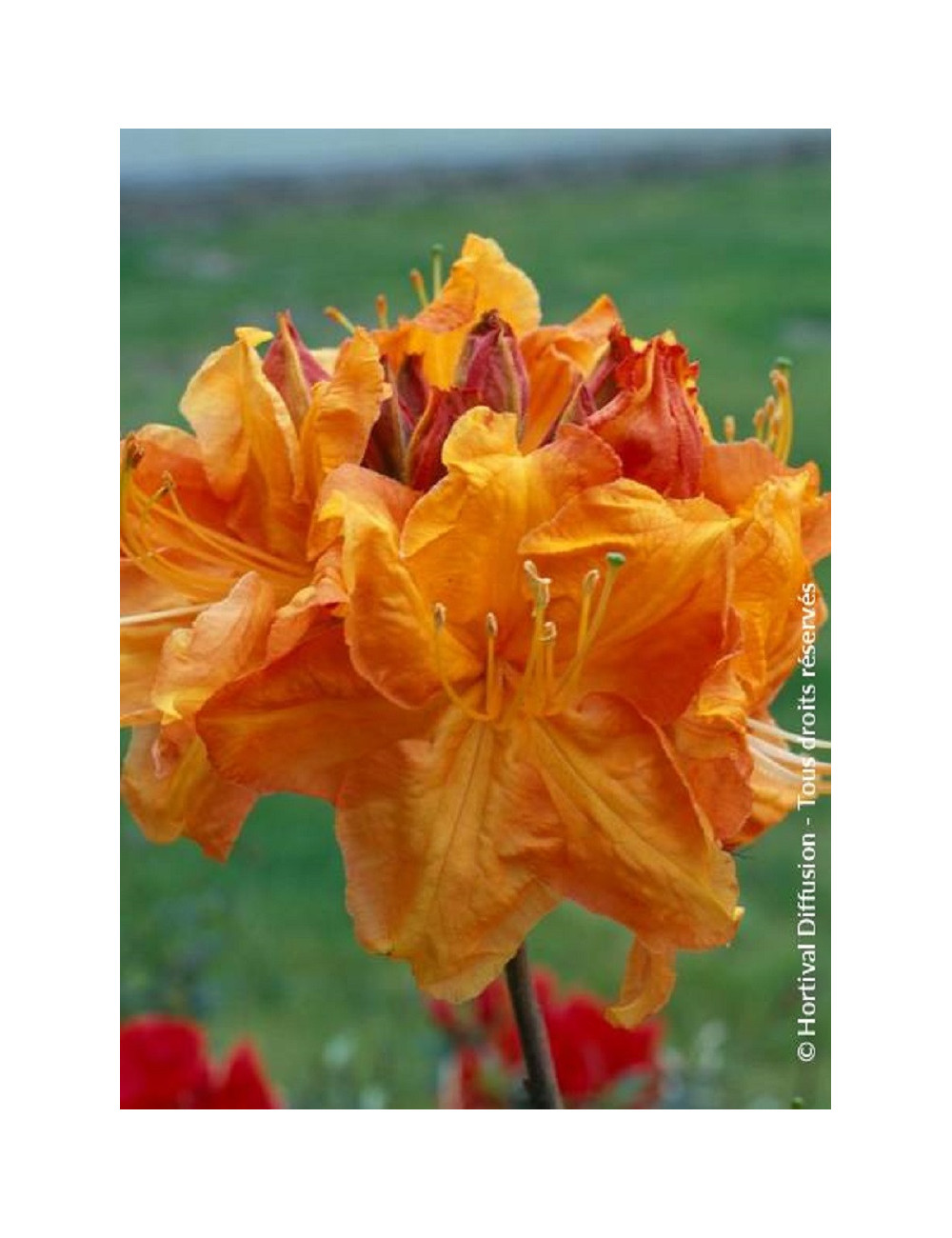 AZALEA mollis KLONDYKE (Azalée à feuilles caduques)