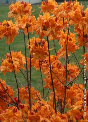 AZALEA mollis KLONDYKE (Azalée à feuilles caduques)