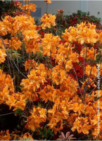 AZALEA mollis KLONDYKE (Azalée à feuilles caduques)