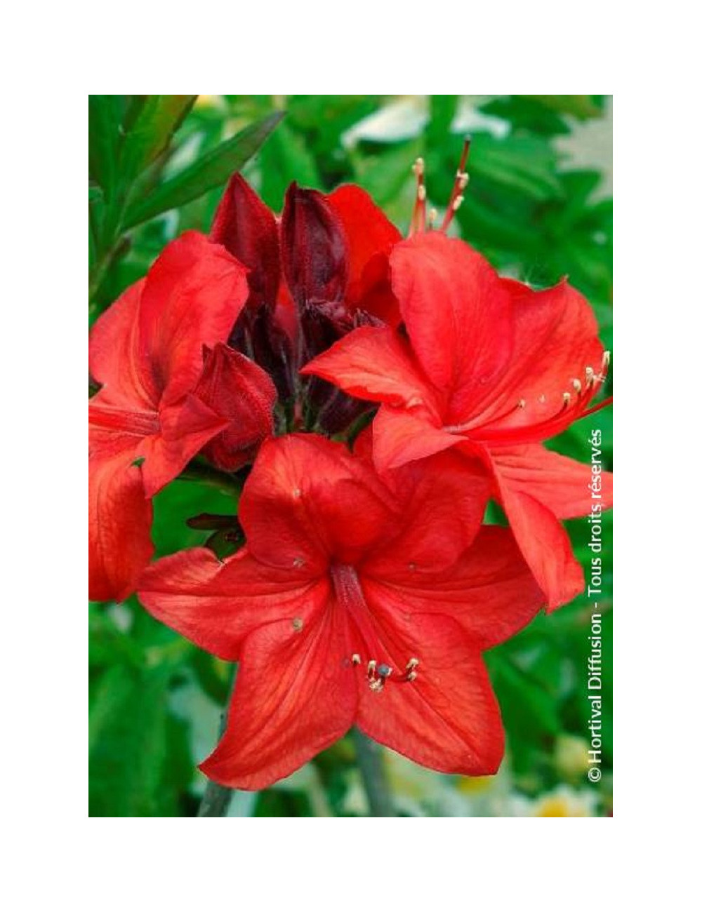 AZALEA mollis PARKFEUER (Azalée à feuilles caduques)