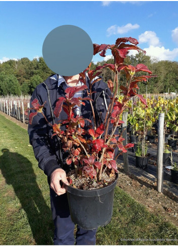 AZALEA mollis PARKFEUER (Azalée à feuilles caduques)