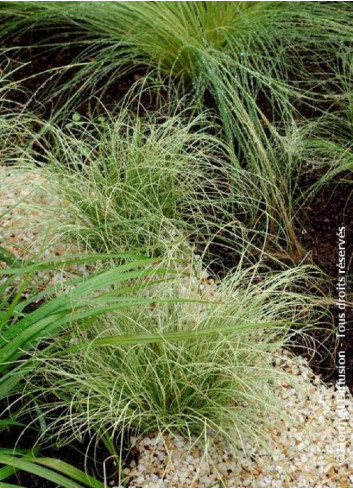 CAREX comans FROSTED CURLS (Laîche)