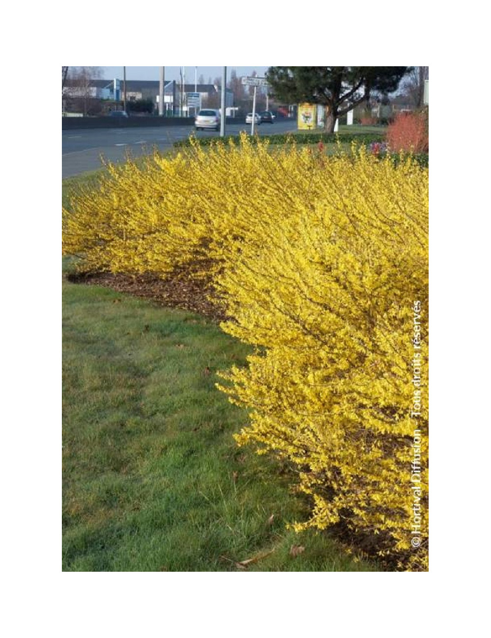 FORSYTHIA intermedia MAREE D'OR 