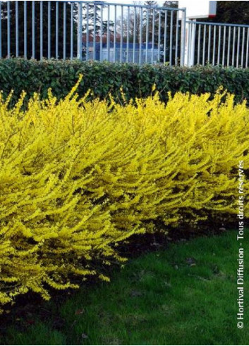 FORSYTHIA intermedia MAREE D'OR 