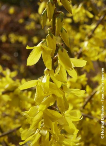 FORSYTHIA intermedia MAREE D'OR 