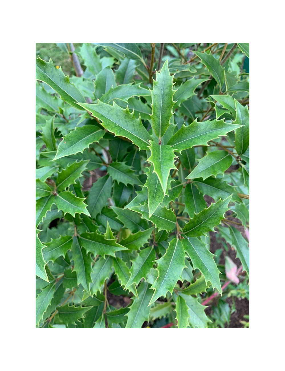 OSMANTHUS armatus 