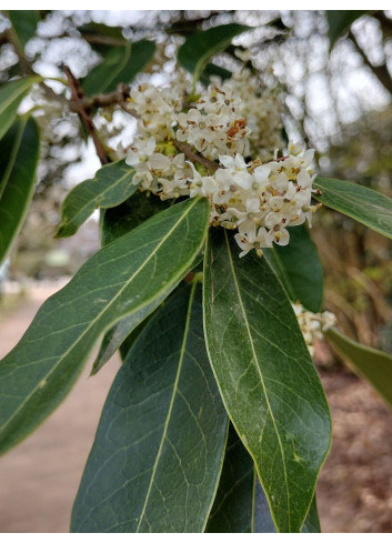 OSMANTHUS armatus 