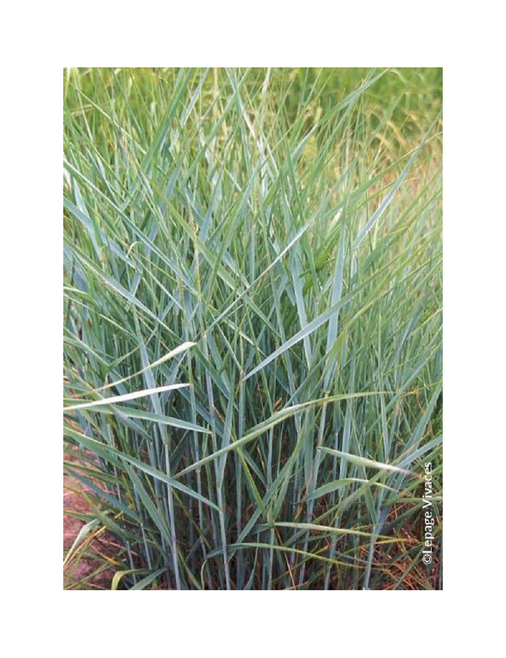 PANICUM virgatum PRAIRIE SKY 