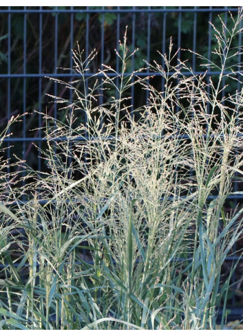 PANICUM virgatum PRAIRIE SKY 