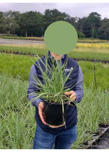 PANICUM virgatum PRAIRIE SKY En pot de 4-5 litres forme buisson