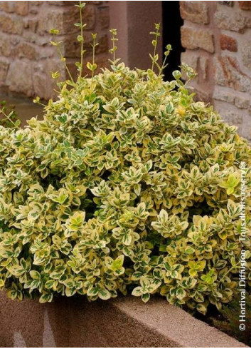 EUONYMUS fortunei EMERALD'N GOLD (Fusain de Fortune Emerald'n Gold)