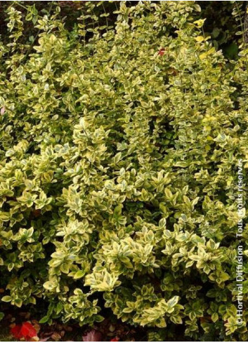 EUONYMUS fortunei EMERALD'N GOLD (Fusain de Fortune Emerald'n Gold)