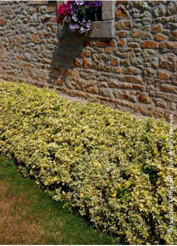 EUONYMUS fortunei EMERALD'N GOLD (Fusain de Fortune Emerald'n Gold)