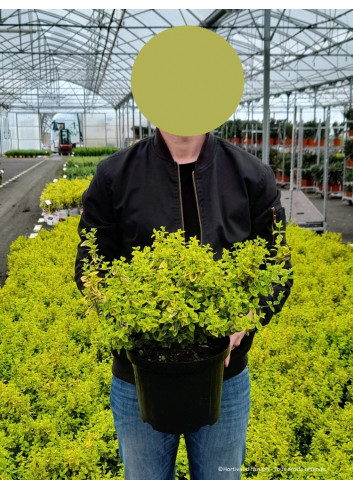 EUONYMUS fortunei EMERALD'N GOLD (Fusain de Fortune Emerald'n Gold) En pot de 10-12 litres forme buisson