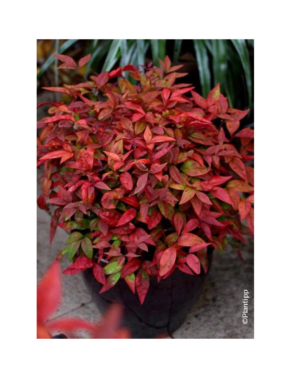 NANDINA domestica BLUSH PINK® 