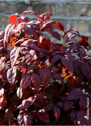 NANDINA domestica BLUSH PINK® 