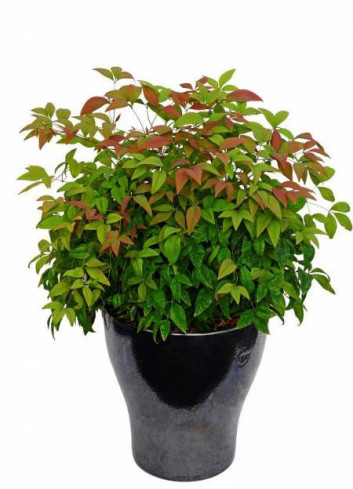 NANDINA domestica BLUSH PINK® 