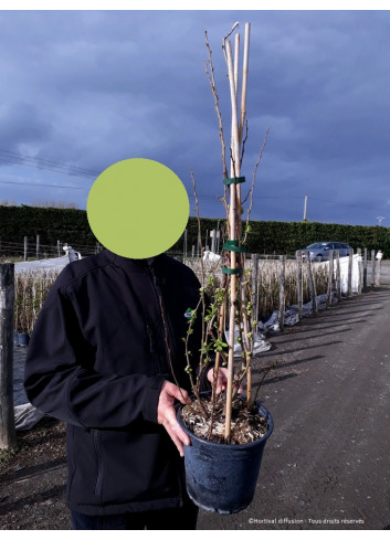 CHAENOMELES (Cognassier du Japon) En pot de 4-5 litres