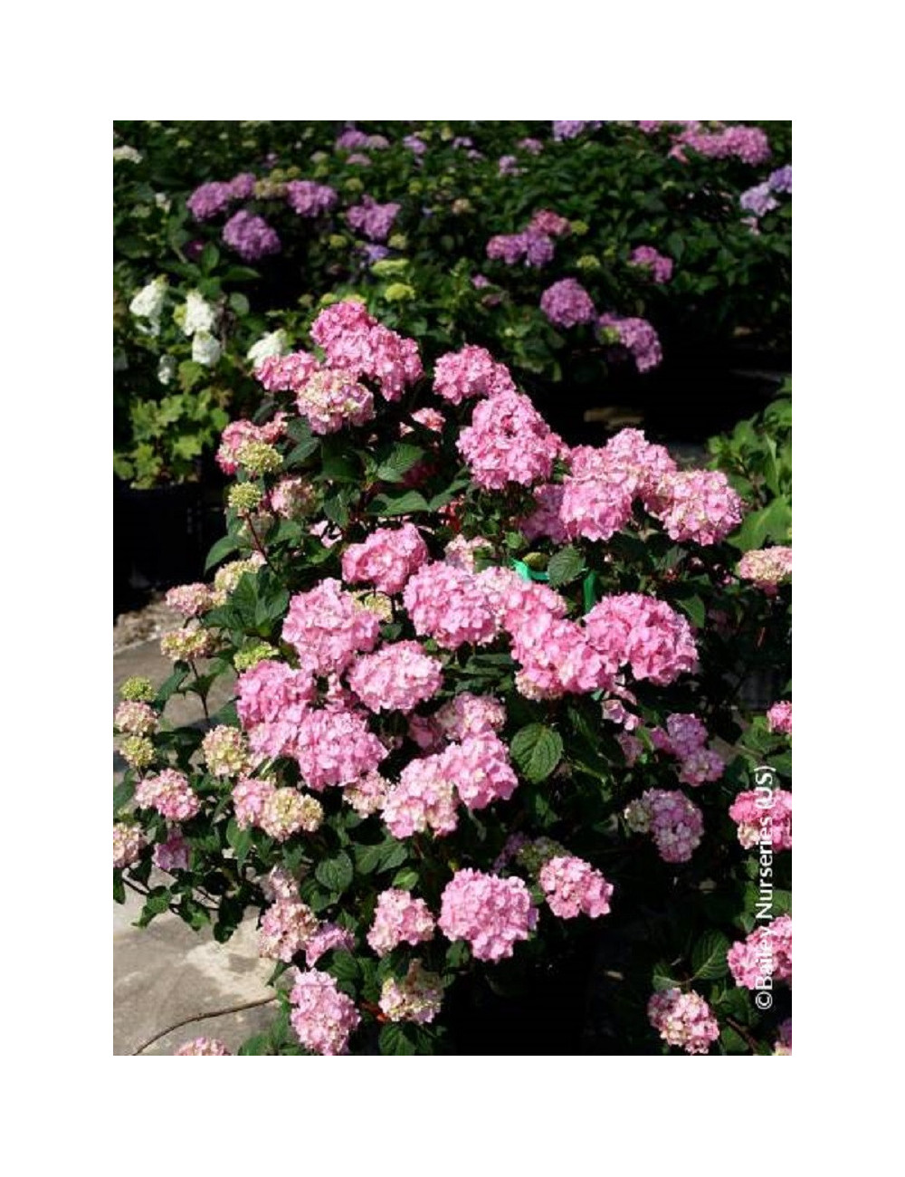 HYDRANGEA macrophylla macrophylla ENDLESS SUMMER ® BLOOMSTAR ® (Hortensia)3