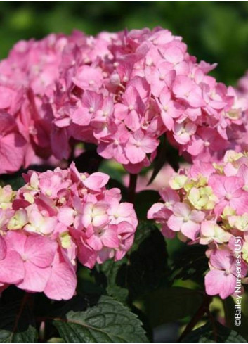 HYDRANGEA macrophylla macrophylla ENDLESS SUMMER ® BLOOMSTAR ® (Hortensia)2