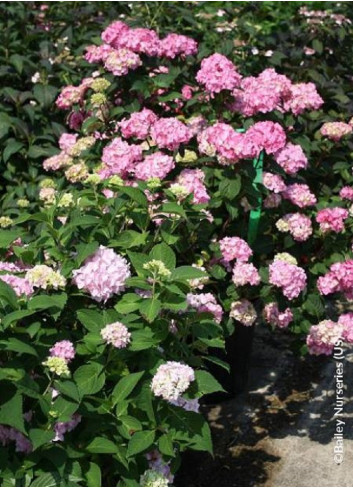 HYDRANGEA macrophylla macrophylla ENDLESS SUMMER ® BLOOMSTAR ® (Hortensia)4