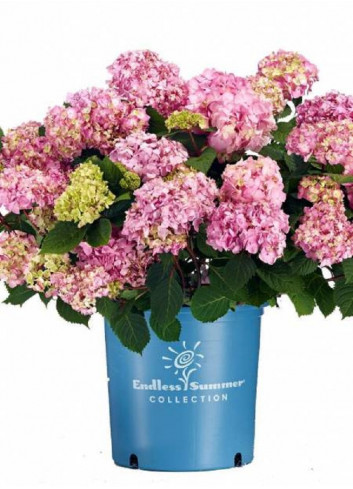 HYDRANGEA macrophylla macrophylla ENDLESS SUMMER ® BLOOMSTAR ® (Hortensia)